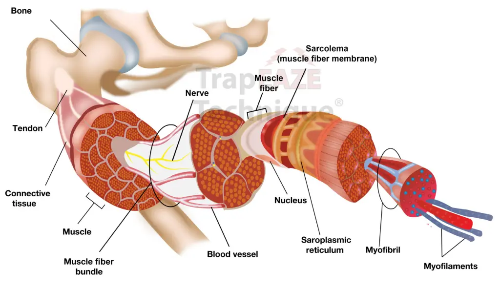 Detailed illustration of muscle anatomy from bone to myofilaments