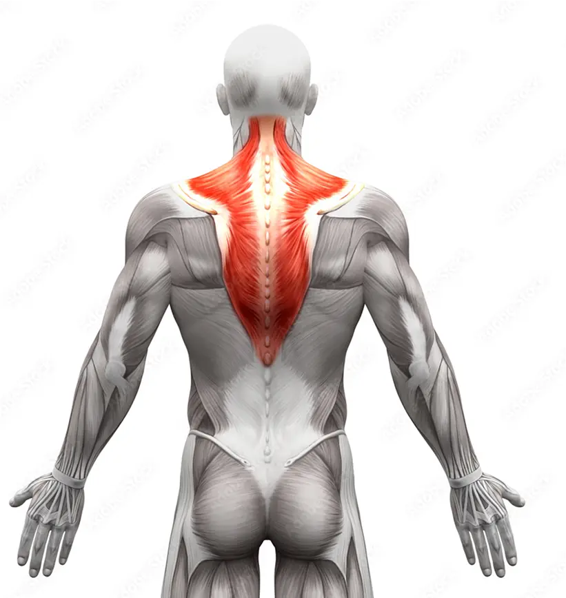 Anatomical illustration of human back muscles, highlighting trapezius