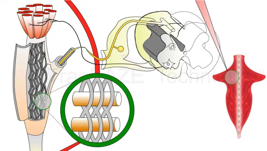 Anatomical illustration of trapezius muscle and tendon organs